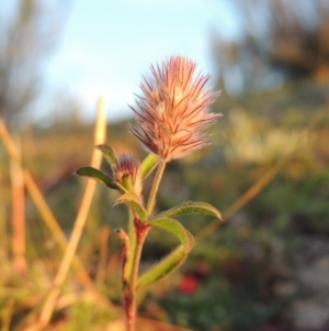 Trifolium arvense var. arvense at Tennent, ACT - 17 May 2020