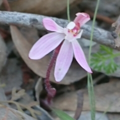 Caladenia fuscata (Dusky Fingers) at Mulligans Flat - 13 Sep 2020 by DerekC