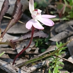Caladenia fuscata (Dusky Fingers) at Mulligans Flat - 13 Sep 2020 by DerekC