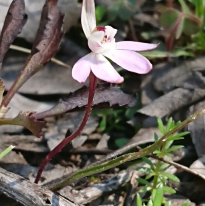 Caladenia fuscata (Dusky Fingers) at Forde, ACT - 13 Sep 2020 by DerekC
