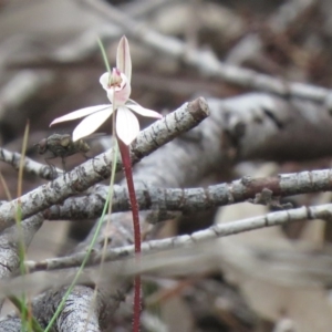 Caladenia fuscata at Tuggeranong DC, ACT - 14 Sep 2020