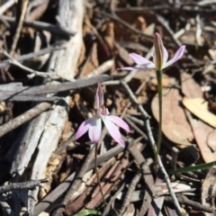 Caladenia fuscata (Dusky Fingers) at Bruce, ACT - 14 Sep 2020 by mtchl