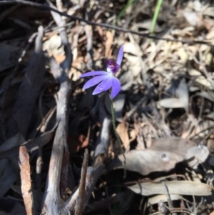 Cyanicula caerulea at O'Connor, ACT - 14 Sep 2020