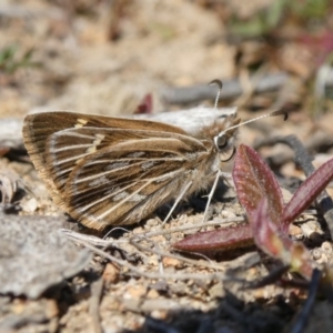 Herimosa albovenata at Theodore, ACT - suppressed