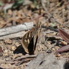 Herimosa albovenata at Theodore, ACT - suppressed