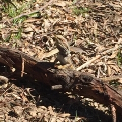 Pogona barbata at Aranda, ACT - suppressed