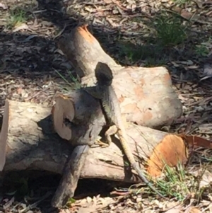 Pogona barbata at Aranda, ACT - suppressed