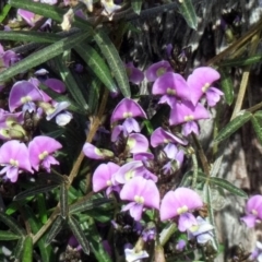 Glycine clandestina (Twining Glycine) at Hawker, ACT - 12 Sep 2020 by sangio7