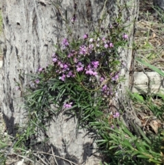 Glycine clandestina at Hawker, ACT - 12 Sep 2020