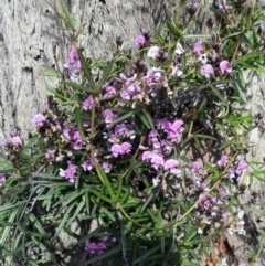 Glycine clandestina at Hawker, ACT - 12 Sep 2020