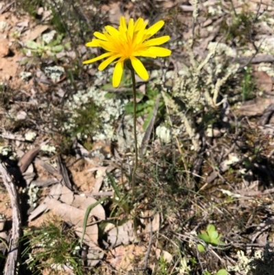 Microseris walteri (Yam Daisy, Murnong) at Throsby, ACT - 13 Sep 2020 by JasonC