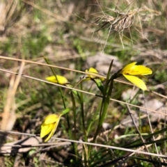 Diuris chryseopsis (Golden Moth) at Throsby, ACT - 13 Sep 2020 by JasonC