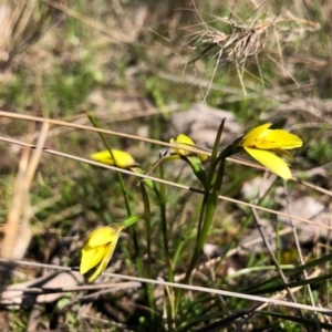 Diuris chryseopsis at Throsby, ACT - 14 Sep 2020