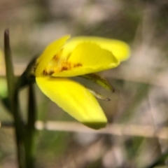 Diuris chryseopsis at Throsby, ACT - 14 Sep 2020