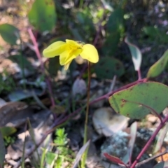 Diuris chryseopsis (Golden Moth) at Throsby, ACT - 13 Sep 2020 by JasonC