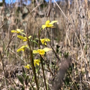 Diuris chryseopsis at Throsby, ACT - 14 Sep 2020