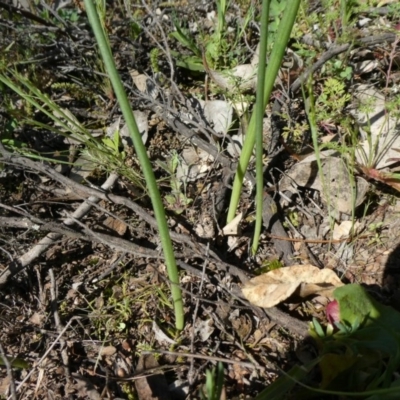 Microtis sp. (Onion Orchid) at Tuggeranong Hill - 13 Sep 2020 by Owen