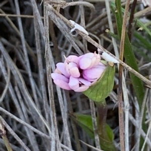 Wurmbea dioica subsp. dioica at Throsby, ACT - 14 Sep 2020