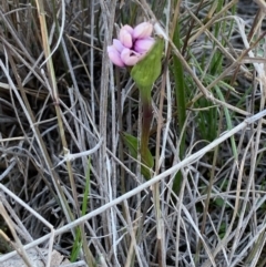 Wurmbea dioica subsp. dioica at Throsby, ACT - 14 Sep 2020