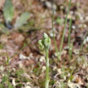 Hymenochilus sp. at Majura, ACT - 14 Sep 2020