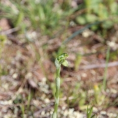 Hymenochilus sp. at Majura, ACT - 14 Sep 2020