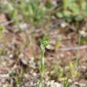 Hymenochilus sp. at Majura, ACT - 14 Sep 2020