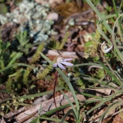 Caladenia fuscata (Dusky Fingers) at Majura, ACT - 13 Sep 2020 by petersan