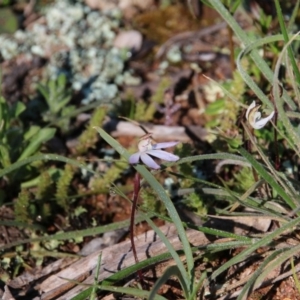 Caladenia fuscata at Majura, ACT - suppressed
