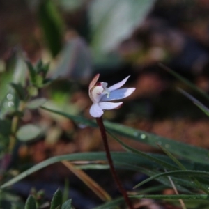 Caladenia fuscata at Majura, ACT - suppressed