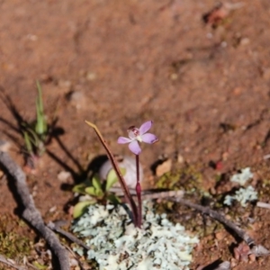 Caladenia fuscata at Majura, ACT - suppressed