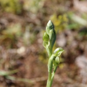 Hymenochilus bicolor at Majura, ACT - 14 Sep 2020