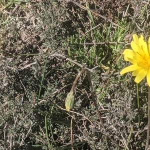 Microseris walteri at Lake George, NSW - 14 Sep 2020