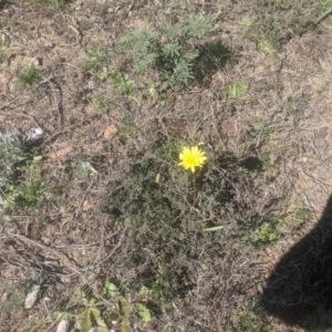 Microseris walteri at Lake George, NSW - 14 Sep 2020