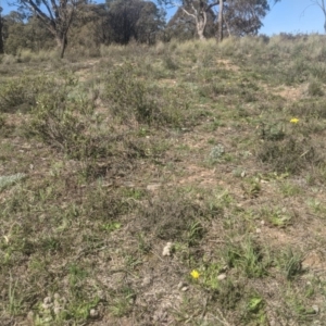 Microseris walteri at Lake George, NSW - 14 Sep 2020