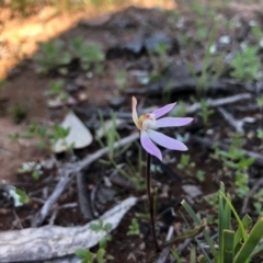 Caladenia fuscata (Dusky Fingers) at Majura, ACT - 13 Sep 2020 by JasonC