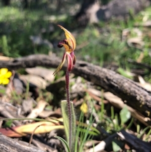 Caladenia actensis at suppressed - 14 Sep 2020