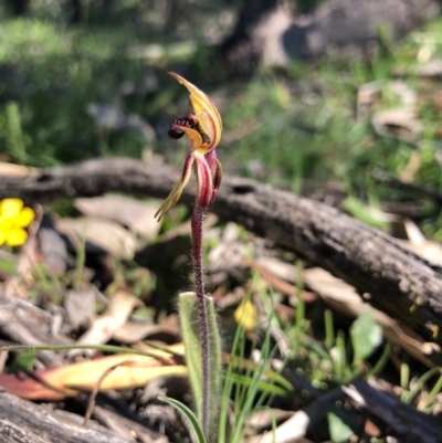 Caladenia actensis (Canberra Spider Orchid) at Majura, ACT - 13 Sep 2020 by JasonC