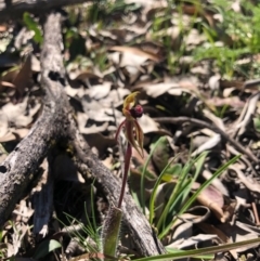 Caladenia actensis at suppressed - 14 Sep 2020