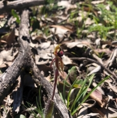 Caladenia actensis at suppressed - 14 Sep 2020