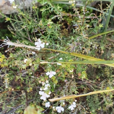 Westringia eremicola (Slender Western Rosemary) at Holt, ACT - 12 Sep 2020 by BronwynCollins