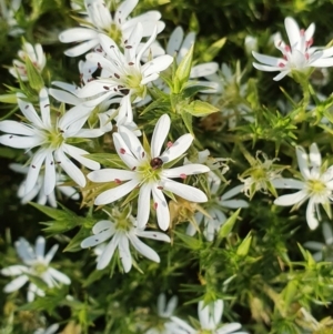 Stellaria pungens at Molonglo River Reserve - 12 Sep 2020