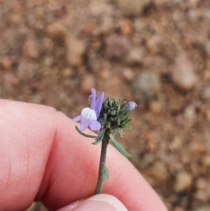 Linaria arvensis at Molonglo River Reserve - 12 Sep 2020