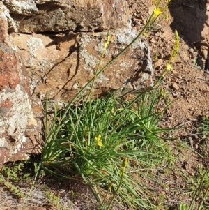 Bulbine glauca at Molonglo River Reserve - 6 Sep 2020 04:07 PM