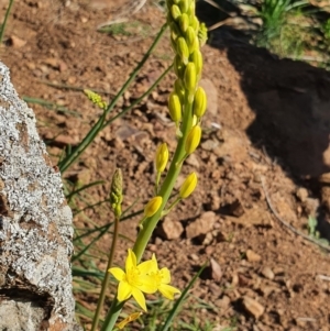 Bulbine glauca at Molonglo River Reserve - 6 Sep 2020 04:07 PM