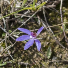 Cyanicula caerulea (Blue Fingers, Blue Fairies) at Forde, ACT - 9 Sep 2020 by CedricBear