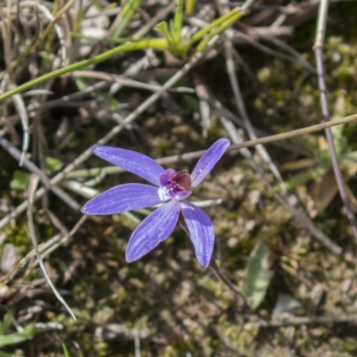 Cyanicula caerulea (Blue Fingers, Blue Fairies) at Mulligans Flat - 9 Sep 2020 by CedricBear