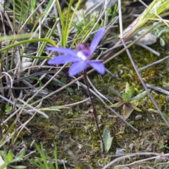 Cyanicula caerulea at Forde, ACT - 10 Sep 2020