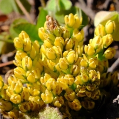 Lomandra bracteata (Small Matrush) at Holt, ACT - 14 Sep 2020 by Kurt