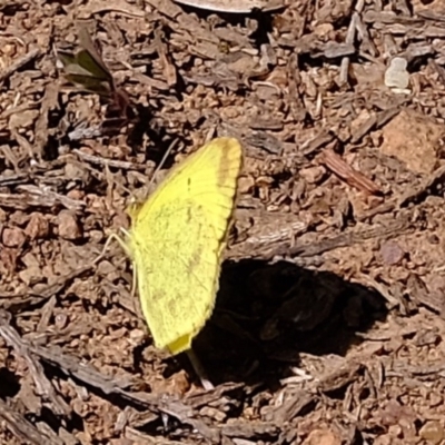 Eurema smilax (Small Grass-yellow) at Holt, ACT - 14 Sep 2020 by Kurt