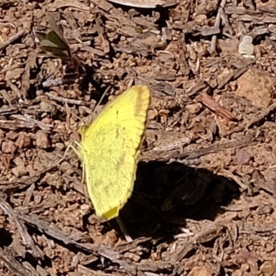 Eurema smilax (Small Grass-yellow) at Woodstock Nature Reserve - 14 Sep 2020 by Kurt